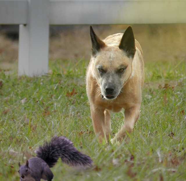 Why do dogs hate squirrels? why do dogs chase squirrels 1 Why do dogs hate squirrels?