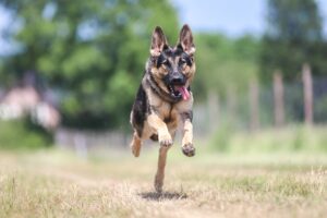 How to calm an extremely active dog?