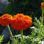 Are Orchids Poisonous To Dogs? What Plants Safe For Dogs? Are Marigolds Poisonous To Dogs
