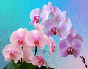 Are Orchids Poisonous To Dogs