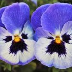 Are Pansies Poisonous To Dogs