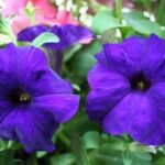 Are Orchids Poisonous To Dogs? What Plants Safe For Dogs? Are petunias poisonous to dogs
