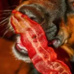 Can dogs eat Raw Bacon: Is bacon bad for dogs? A dog is eating turkey bacon