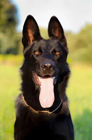 Jerman safed dog black