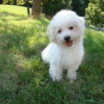 Why Should You Get A Bichon Frise? Know before buying bichon frise price