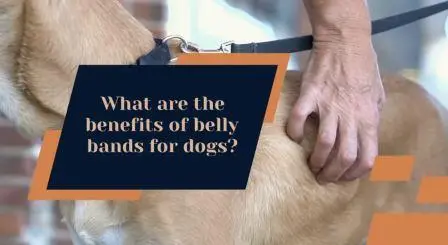  Belly band for dogs