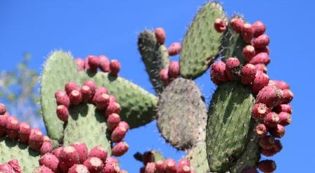 Can dogs eat nopales? effect of eating nopales on dogs 1 Can dogs eat nopales
