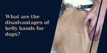 Are Belly Bands For Dogs The Answer To All Of Your Problems? belly-bands-for-dogs