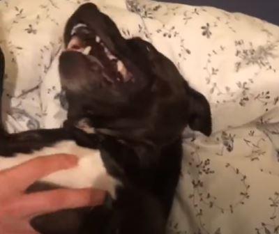 Can Dogs Be Ticklish? How, Where, and Why to Tickle a Dog? dog tickling