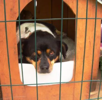 7 Signs Dog Crate is Too Small! How To Choose The Right Crate Size? is my dogs crate too small
