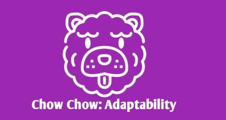 Chow Chow dog adaptability