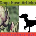 Can Dogs Have Artichokes