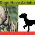 Artichoke Can Dogs Have Artichokes