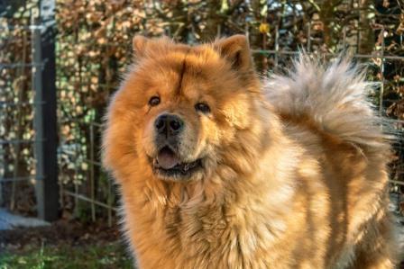 Is a Chow Chow Dog the Perfect Addition to Your Family? Chow Chow dog price in india