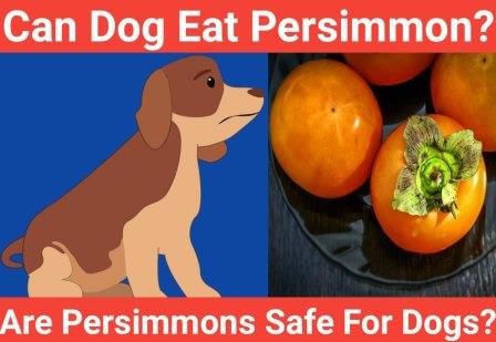 Can dogs eat Persimmon