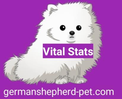 White Pomeranian dog Price
