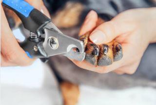 Proven Methods to Cut an Uncooperative Dog's Nails Without Hurting Him cutting dog nails