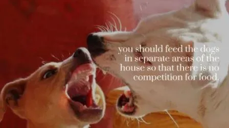 Dog Attacked Other Dog Over Food? New Study Sheds Light On Shocking Behavior My-dog-attacked-my-other-dog-over-food