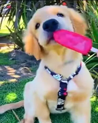 Can dogs eat popsicles