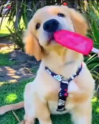 Can Dogs Eat Popsicles? You May Be Surprised What They're Made Of! 2 Can dogs eat popsicles