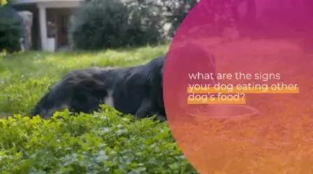 Dog Attacked Other Dog Over Food? New Study Sheds Light On Shocking Behavior how-to-get-rid-of-food-aggression-in-dogs