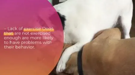 Dog Attacked Other Dog Over Food? New Study Sheds Light On Shocking Behavior how-to-stop-food-aggression-in-dogs