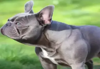 Why Lilac French Bulldogs are Taking Over the Frenchie World in 2022 lilac merle french bulldog