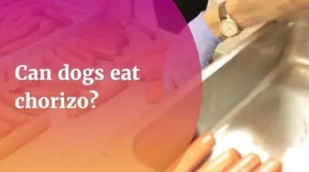 Can Dogs Eat Chorizo? Beware These 3 Health Risks! 1 Can-dogs-eat-chorizo