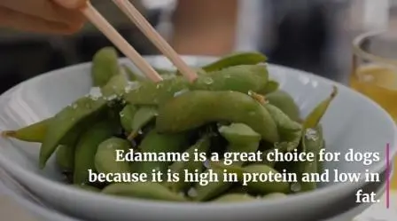 Can Dogs Eat Edamame? The Pros and Cons of Feeding Your Dog Edamame 2 Can dogs eat edamame