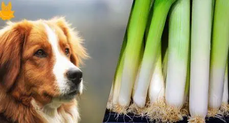 Can dogs eat leeks