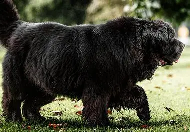 How To Potty Train A Newfoundland Puppy In 7 Days In 9 Easy Steps 1 How To Potty Train A Newfoundland Puppy
