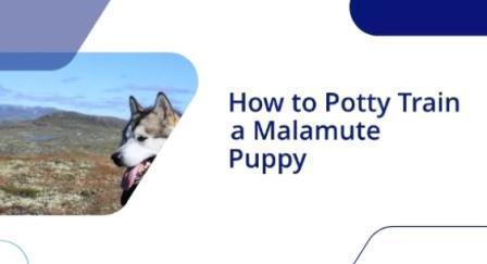 How to Potty Train a Malamute Puppy