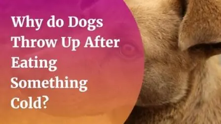 Why-Dogs-Throw-Up-After-Eating-Something-Cold