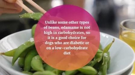 Can Dogs Eat Edamame? The Pros and Cons of Feeding Your Dog Edamame 3 can-dog-eat-edamame
