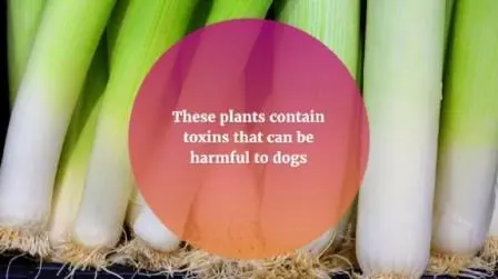 Can Dogs Eat Leeks? No, It Might Kill Them 2 can-dogs-eat-leek