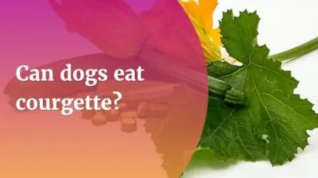 What is Courgette or Zucchini? Can dogs eat Courgette (zucchini)? Can-dogs-eat-courgette-zucchini