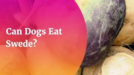 Can Dogs Eat Swede? 5 Surprising Facts You Need To Know Can-dogs-eat-swede