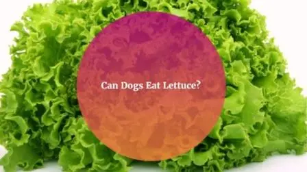 Can Dogs Eat Lettuce? Here Are 3 Benefits For Your Dog Image-of-lettuce.-dog-eat-lettuce