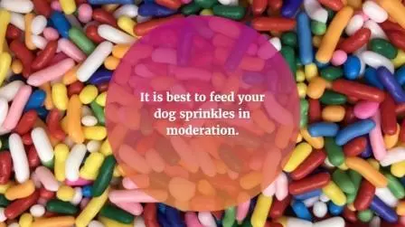 are-sprinkles-safe-for-dogs