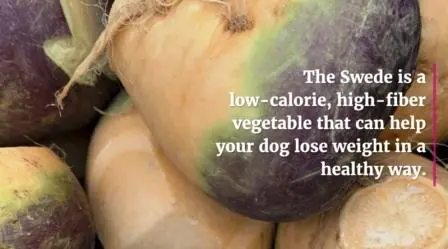 Can Dogs Eat Swede? 5 Surprising Facts You Need To Know calories-in-swede