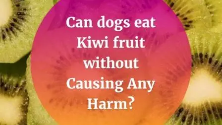 Can A Dog Eat Kiwi Fruit Without Causing Any Harm? can-dog-eat-kiwi