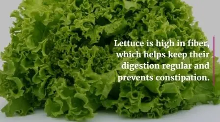 Can Dogs Eat Lettuce? Here Are 3 Benefits For Your Dog can dog eat lettuce benefits