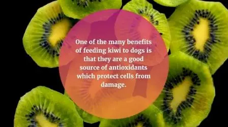 Can A Dog Eat Kiwi Fruit Without Causing Any Harm? can-dogs-eat-kiwi-skin