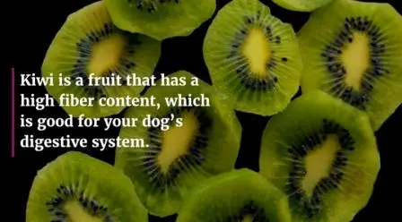 Can A Dog Eat Kiwi Fruit Without Causing Any Harm? can-dogs-eat-kiwis