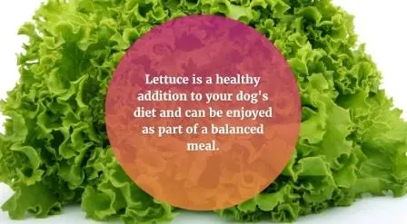 Can Dogs Eat Lettuce? Here Are 3 Benefits For Your Dog can-dogs-eat-romaine-lettuce