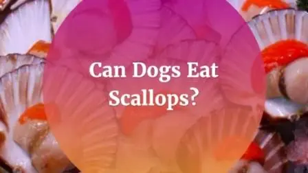 can-dogs-eat-scallops