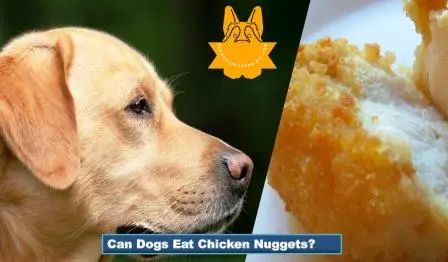 A dog and chicken nuggets