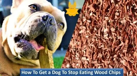 11 Sure-Fire Ways To Get a Dog To Stop Eating Wood Chips dog eating wood chips and mulch
