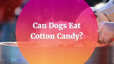 Can Dogs Eat Cotton Candy? It Could Be Deadly For Your Dog! photo of cotton candy blog about can dogs eat cotton candy