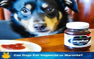 dog and vegemite marmite
